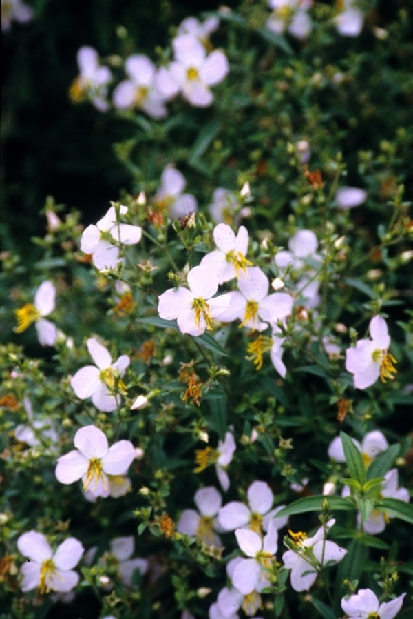 Image of Rhexia mariana White Flower Form|Juniper Level Botanic Gdn, NC|JLBG