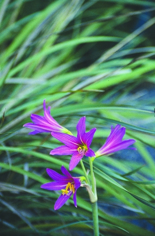 Image of Rhodophiala bifida var. spathacea|Juniper Level Botanic Gdn, NC|JLBG
