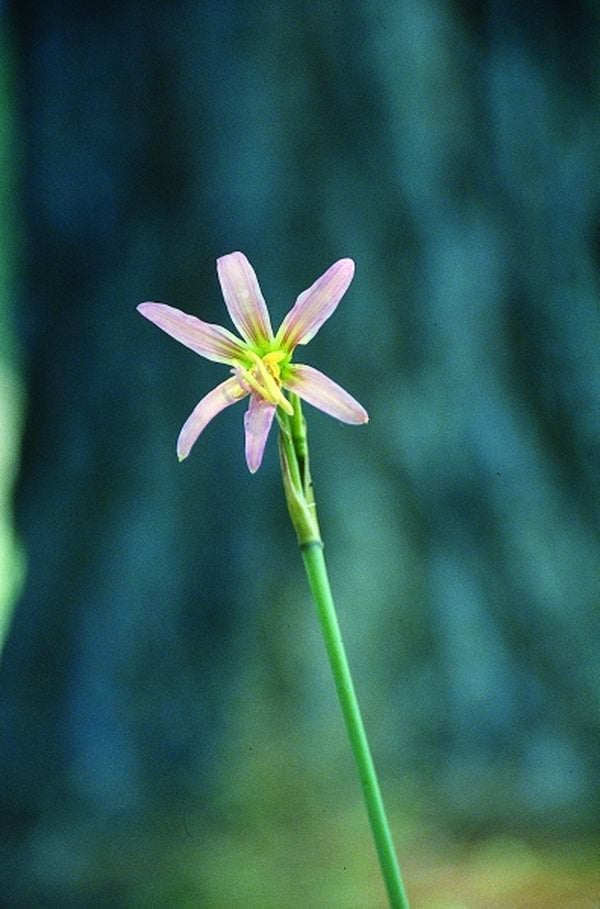 Image of Rhodophiala pratensis|Juniper Level Botanic Gdn, NC|JLBG