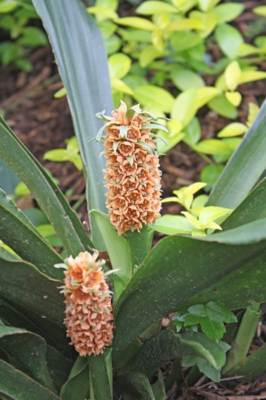 Image of Rohdea chinensis var. chinensis 'Taiwan'taken at Juniper Level Botanic Gdn, NC by JLBG