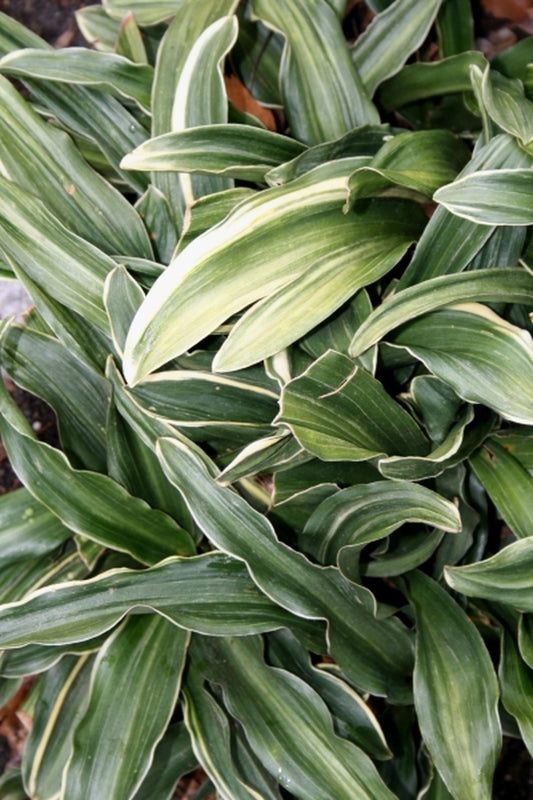 Image of Rohdea japonica 'Chirimen Boshi'|Juniper Level Botanic Gdn, NC|JLBG