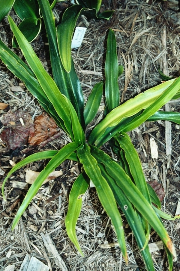 Image of Rohdea japonica 'Galle'|Juniper Level Botanic Gdn, NC|JLBG