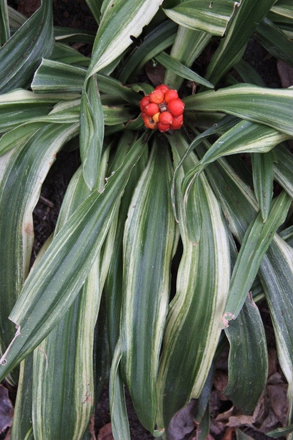 Image of Rohdea japonica 'Gunjaku'taken at Juniper Level Botanic Gdn, NC by JLBG