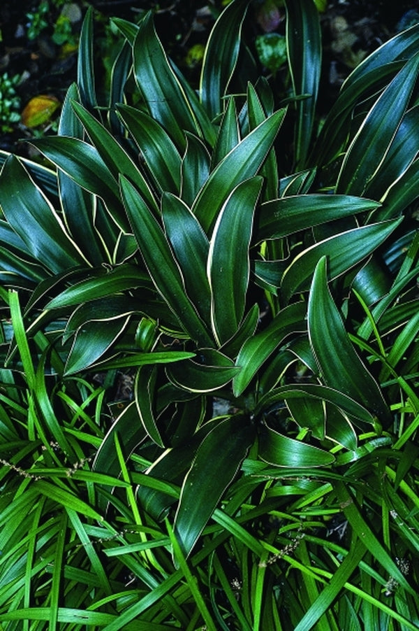 Image of Rohdea japonica 'Herbie'|Juniper Level Botanic Gdn, NC|JLBG