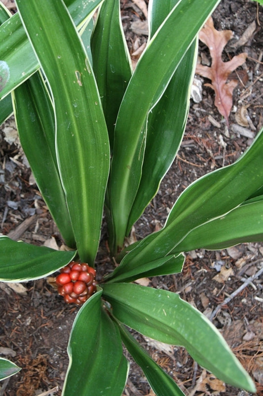 Image of Rohdea japonica 'Miyako-No-Jo'