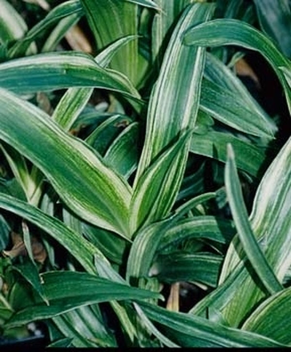Image of Rohdea japonica 'Mure Suzume'|Juniper Level Botanic Gdn, NC|JLBG