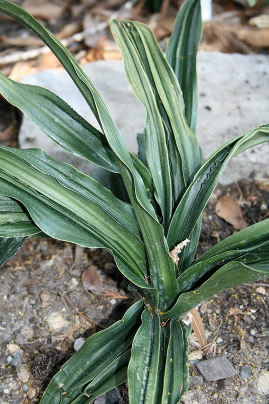 Image of Rohdea japonica 'Nobori Ryu'taken at Juniper Level Botanic Gdn, NC by JLBG