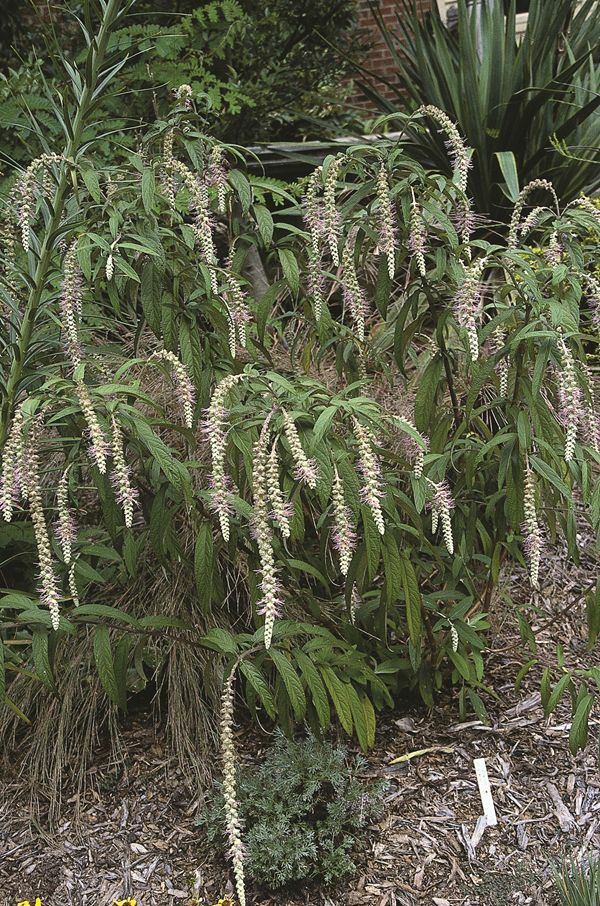 Image of Rostrinucula dependens|Juniper Level Botanic Gdn, NC|JLBG
