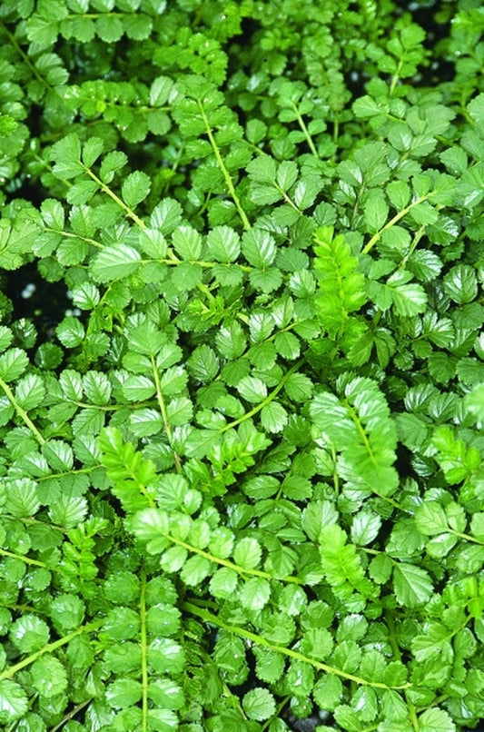 Image of Rubus taiwanicola coll. #BSWJ317|Juniper Level Botanic Gdn, NC|JLBG