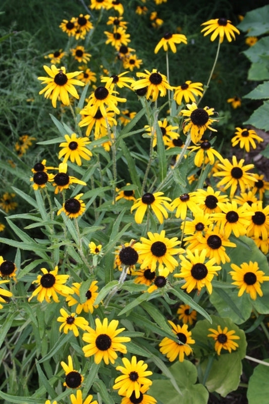Image of Rudbeckia deamii|Juniper Level Botanic Gdn, NC|JLBG