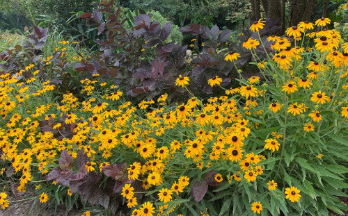 Garden Design for Plant Diversity