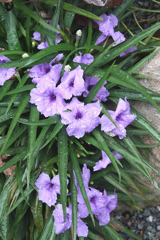 Image of Ruellia brittoniana 'Katie'||