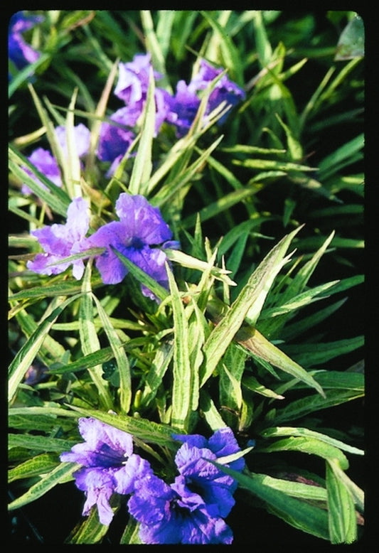 Image of Ruellia brittoniana 'Strawberries and Cream'|Juniper Level Botanic Gdn, NC|JLBG