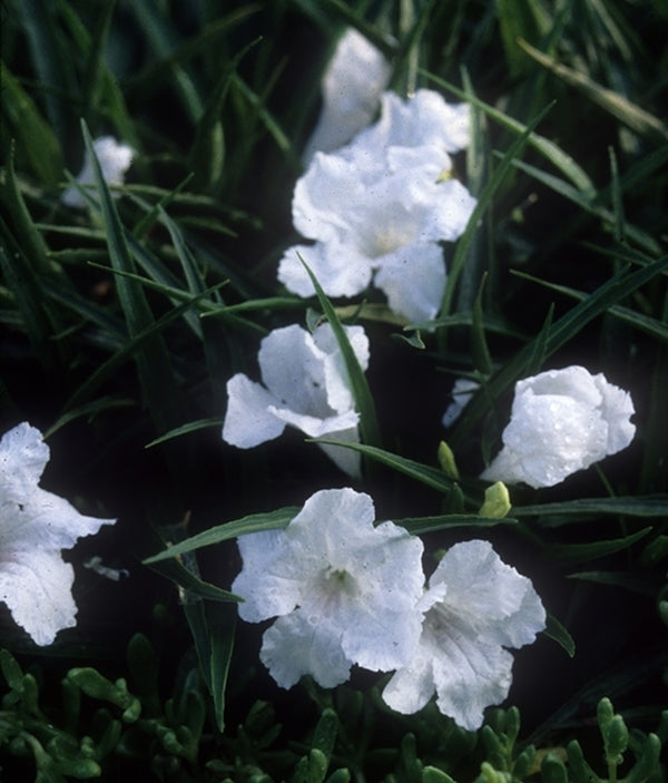 Image of Ruellia brittoniana 'White Katie'|Juniper Level Botanic Gdn, NC|JLBG