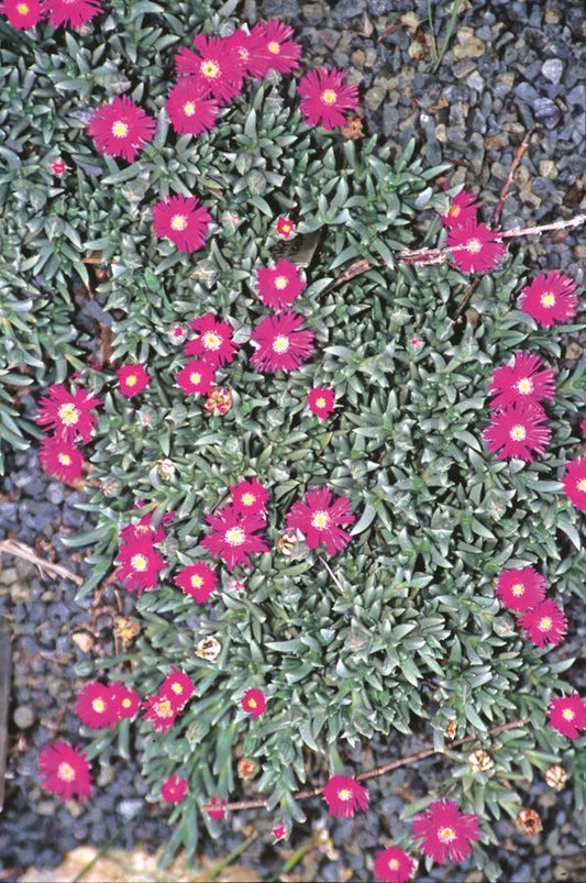Image of Ruschia indurata|Juniper Level Botanic Gdn, NC|JLBG