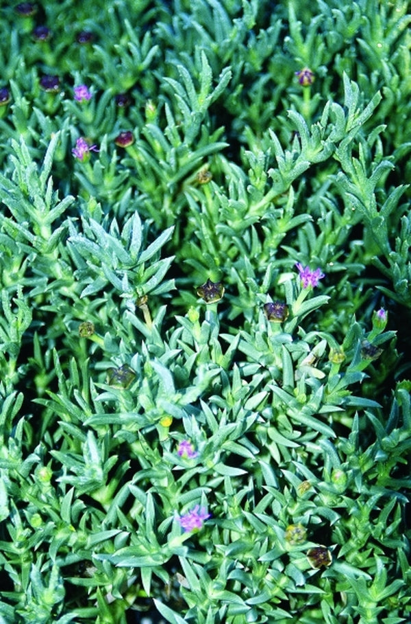 Image of Ruschia pulvinaris|Juniper Level Botanic Gdn, NC|JLBG