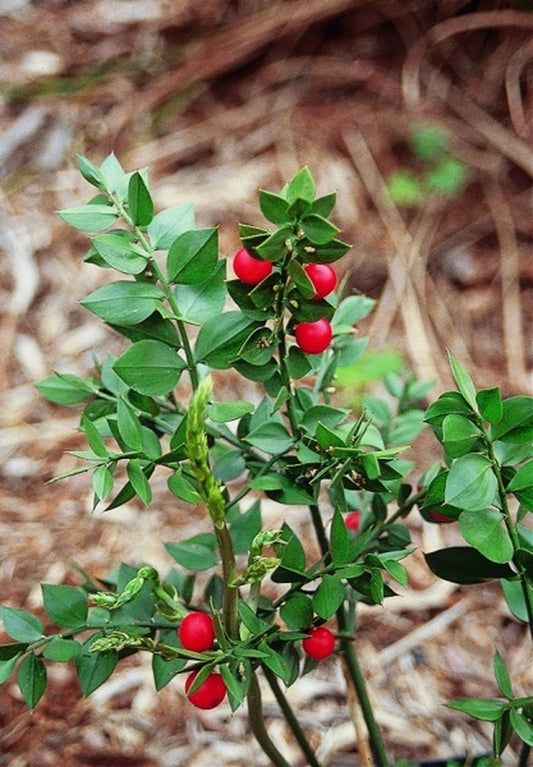 Image of Ruscus aculeatus|Juniper Level Botanic Gdn, NC|JLBG
