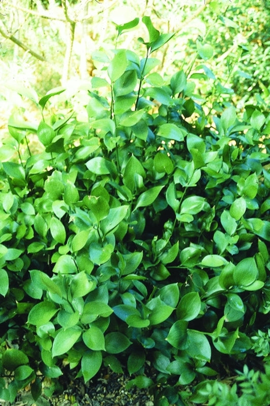 Image of Ruscus hypophyllum|Missouri Botanic Gdn, MO|