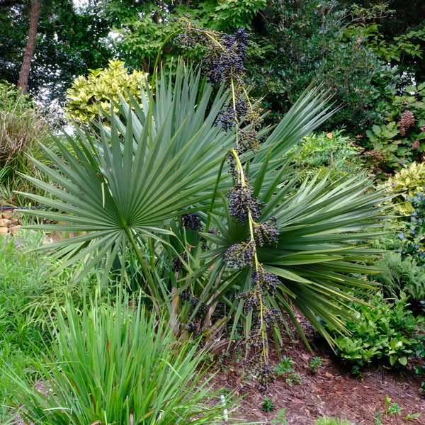 Image of Sabal 'Blackburniana' taken at Juniper Level Botanic Gdn, NC by JLBG