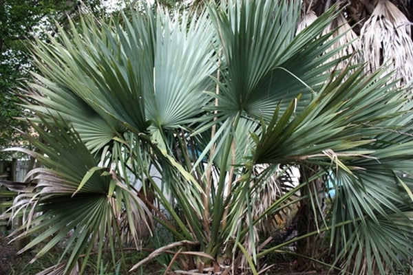 Image of Sabal x brazoriensistaken at Woodlanders Nsy, SC by T. Avent