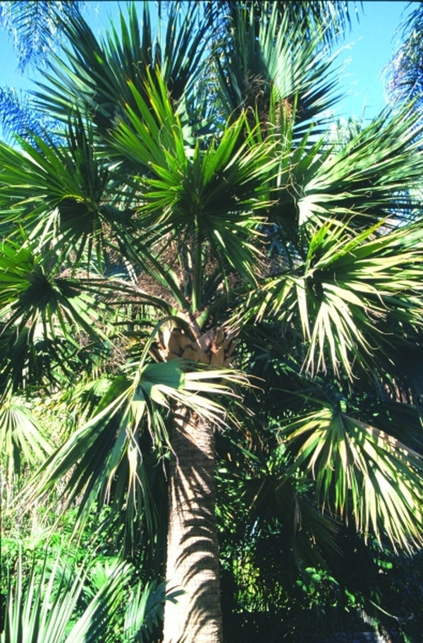 Image of Sabal mexicana|Huntington Gdn, CA|
