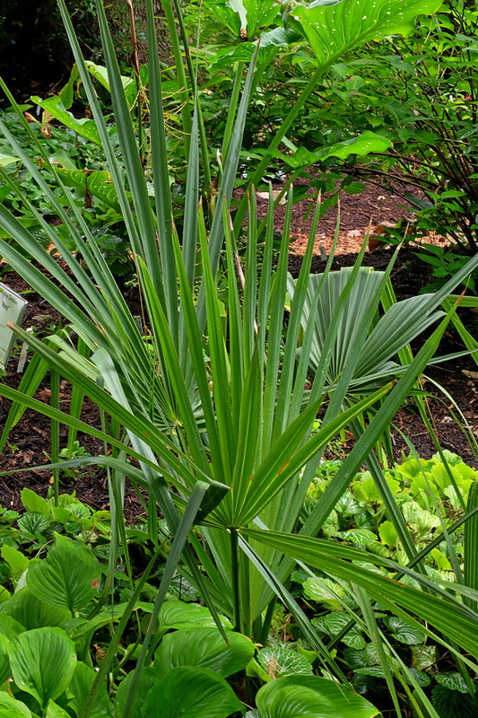 Image of Sabal minor 'High Springs'||