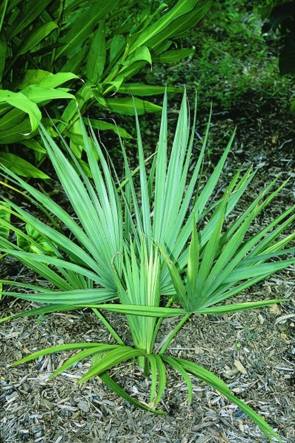 Image of Sabal minor 'McCurtain'|Juniper Level Botanic Gdn, NC|JLBG