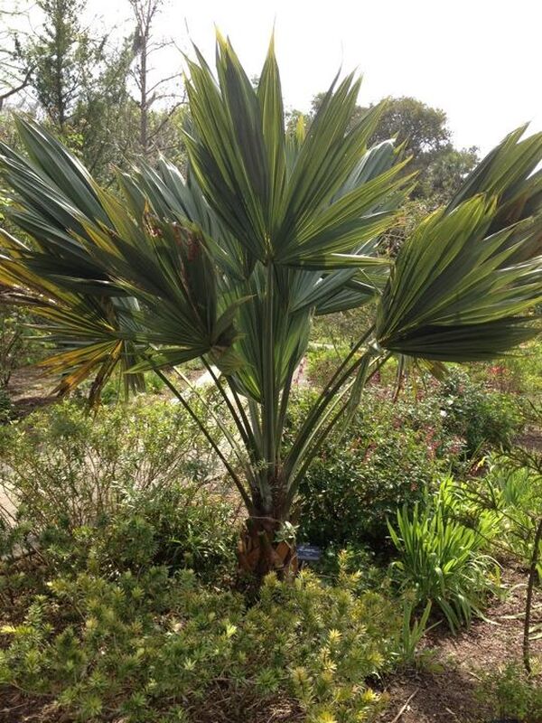 Image of Sabal palmetto 'Lisa'taken at Paul Bouseman garden by Paul Bouseman