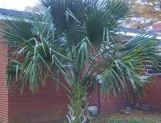 Image of Sabal palmetto 'Mocksville'|L. Green Gdn, NC|L. Green