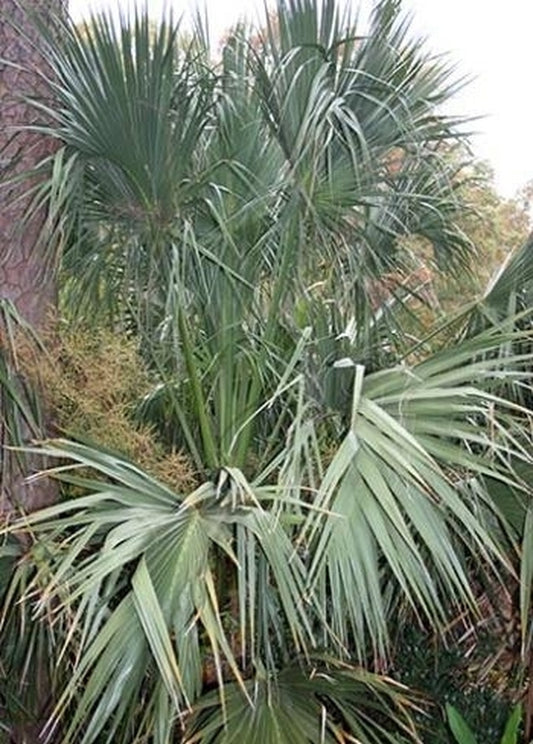 Image of Sabal palmetto 'Tifton Hardy'|NC State Fair|