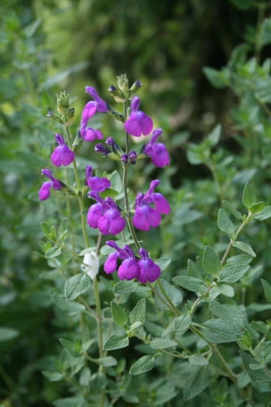 Image of Salvia 'Christine Yeo'taken at Juniper Level Botanic Gdn, NC by JLBG