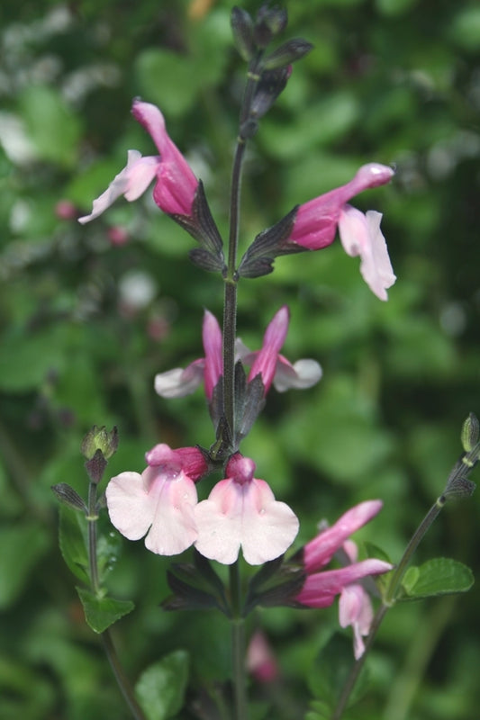 Image of Salvia 'Dancing Dolls' PP 19,820taken at Juniper Level Botanic Gdn, NC by JLBG