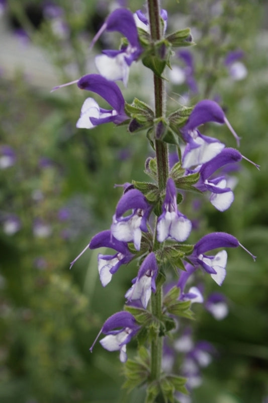 Image of Salvia 'Madeline' PP 20,456|Juniper Level Botanic Gdn, NC|JLBG