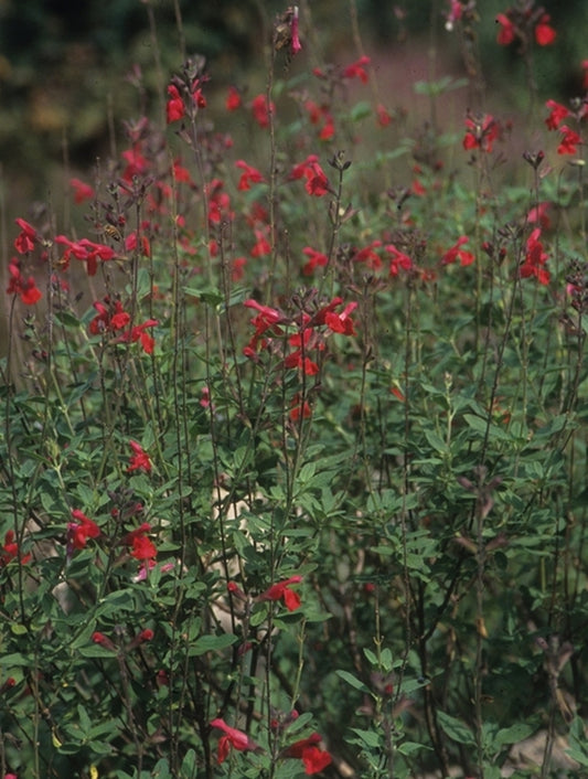 Image of Salvia 'Maraschino'taken at Juniper Level Botanic Gdn, NC by JLBG