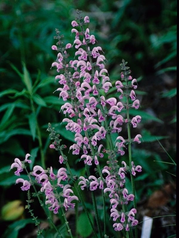 Image of Salvia 'Pink Delight' PP 14,965|Juniper Level Botanic Gdn, NC|JLBG