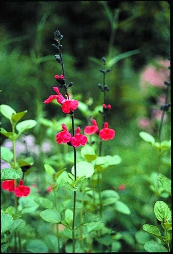 Image of Salvia 'Red Velvet'taken at Juniper Level Botanic Gdn, NC by JLBG