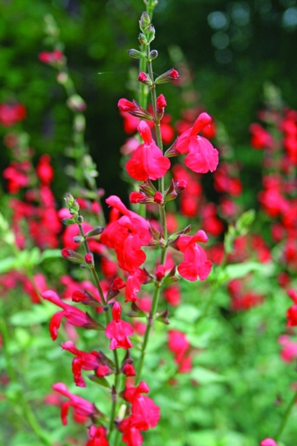 Image of Salvia 'Scarlet Spires'|Juniper Level Botanic Gdn, NC|JLBG