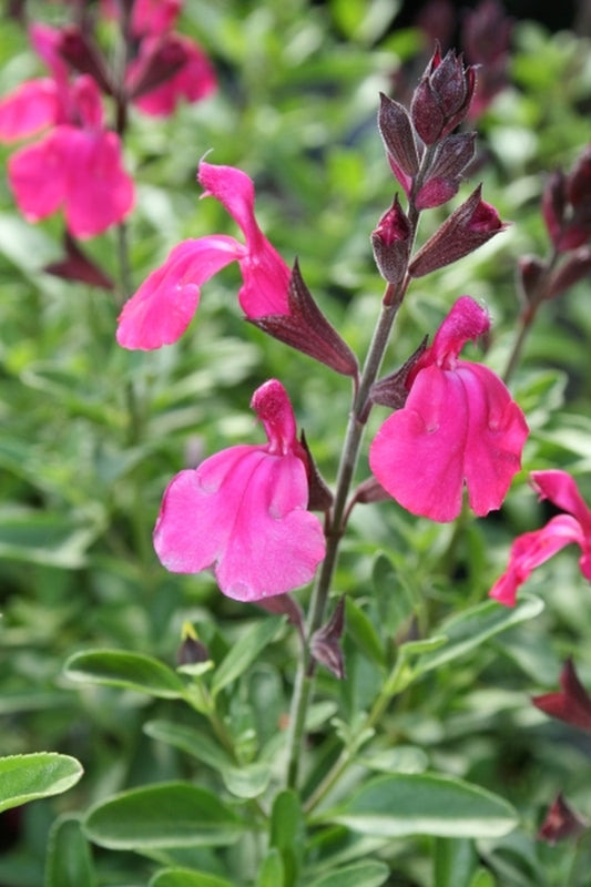 Image of Salvia 'Stampede Cherry'taken at Juniper Level Botanic Gdn, NC by JLBG