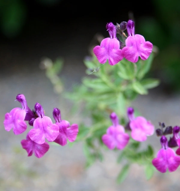 Image of Salvia 'Ultra Violet' PP 21,411
