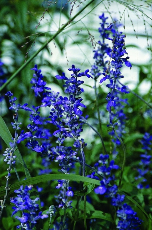 Image of Salvia farinaceataken at Juniper Level Botanic Gdn, NC by JLBG