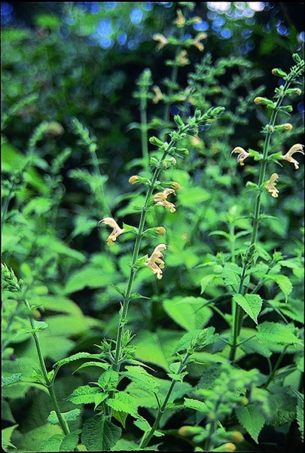 Image of Salvia glutinosa|Denver Botanic Gdn, CO|