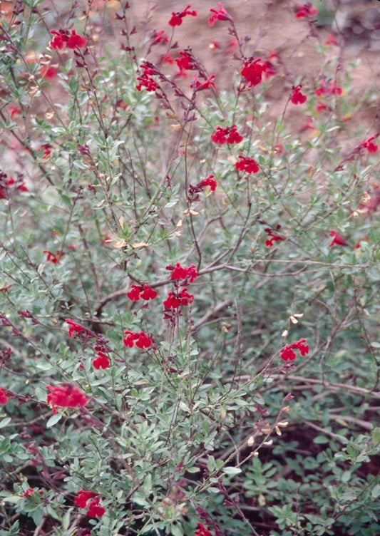 Image of Salvia greggii 'Flame'taken at Juniper Level Botanic Gdn, NC by JLBG