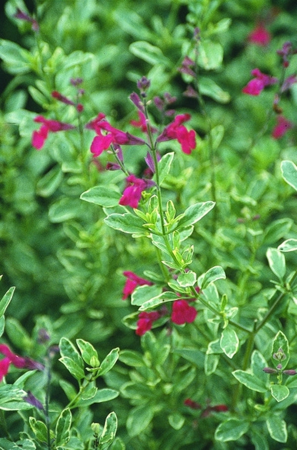 Image of Salvia greggii 'Variegata' PP 8560taken at Ashwood Nsy, UK