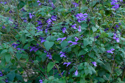 Image of Salvia guaranitica 'Rhythm and Blues' PP 29,585 taken at Juniper Level Botanic Gdn, NC