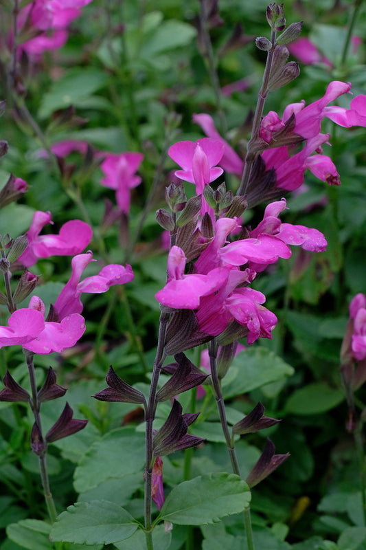 Image of Salvia x jamensis 'Sparkle' PP 24,154taken at Juniper Level Botanic Gdn, NC by JLBG