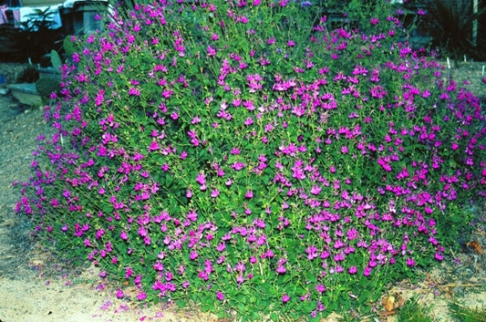 Image of Salvia microphylla 'La Trinidad Pink'taken at Juniper Level Botanic Gdn, NC by JLBG