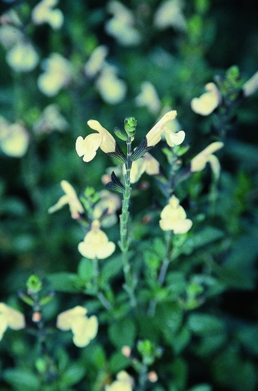 Image of Salvia microphylla 'Lutea'taken at Juniper Level Botanic Gdn, NC by JLBG