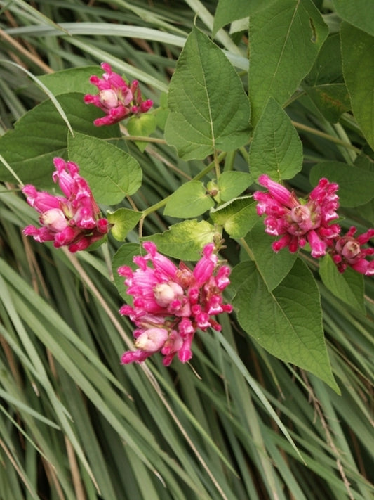 Image of Salvia puberula 'El Butano'|Juniper Level Botanic Gdn, NC|JLBG