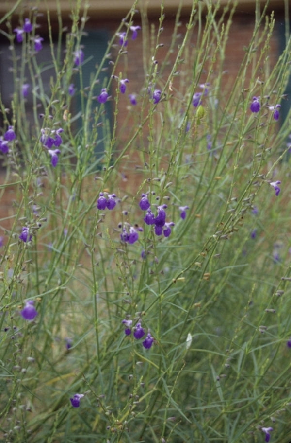 Image of Salvia reptans 'West Texas'|Juniper Level Botanic Gdn, NC|JLBG