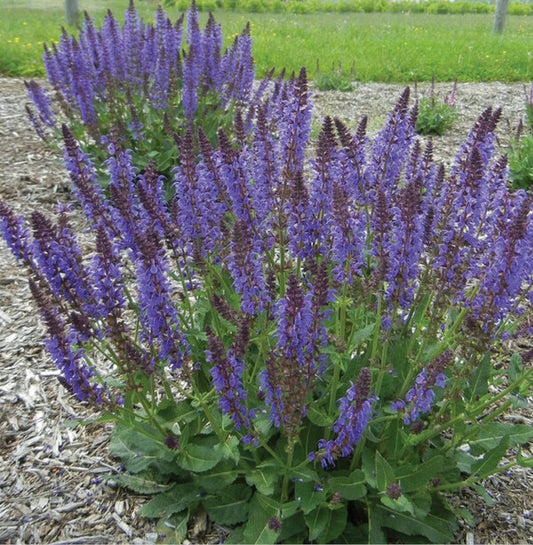 Image of Salvia x sylvestris 'Blue By You' PP 31,033||Darwin Plants